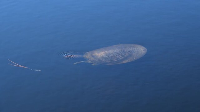 Alabama, Dauphin Island Park, Beach Board. A Florida Softshell Turtle (Apalone ferox)