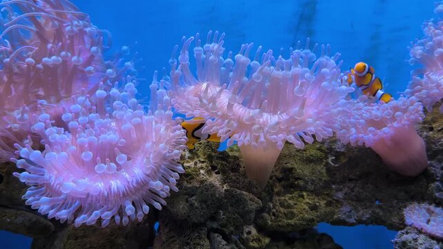 Close-up of clownfish living inside a vibrant pink sea anemone.
