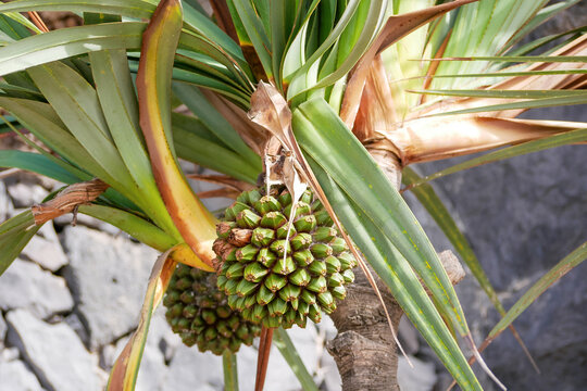 Close-up of green pandanus fruit surrounded by tropical leaves growing on Tenerife, Canary Islands. Exotic botanical background for travel, nature, ecology and tropical lifestyle concepts
