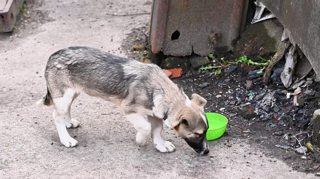 Hungry dog licks green bowl on asphalt road. Homeless dog stands outside on summer day. Small mixed breed puppy searches for dinner in backyard, stray pet adoption concept.