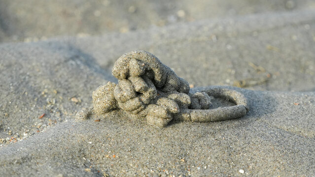 pile of coiled sand created by a lugworm (arenicola marina) on a wadden sea mudflat.