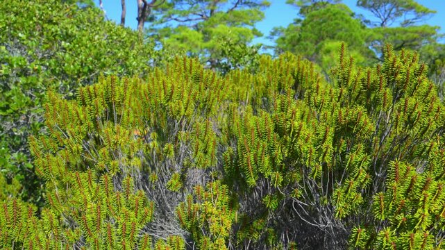 Alabama, Dauphin Island Park, Beach Board. Florida rosemary (Ceratiola ericoides), also known as sand heath