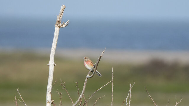 male common linnet (linaria cannabina) perched on a bare wooden branch against a blurred background.