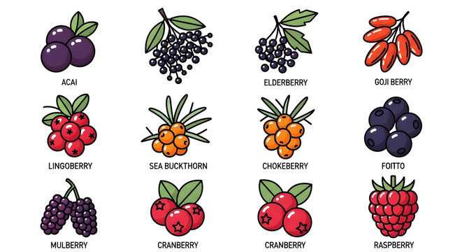 A vibrant illustration of various colorful berries arranged in rows on a white background.