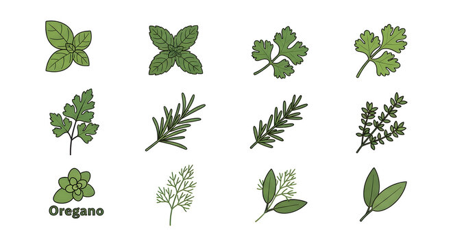 Various herbs are displayed on a surface for identification purposes