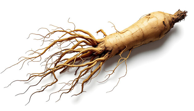 A single, gnarled ginseng root is isolated against a stark white background. The root is oriented diagonally,