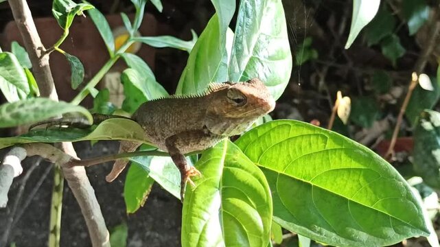 A chameleon perched on green foliage, displaying its natural camouflage abilities and characteristic reptilian features within a tropical environment
