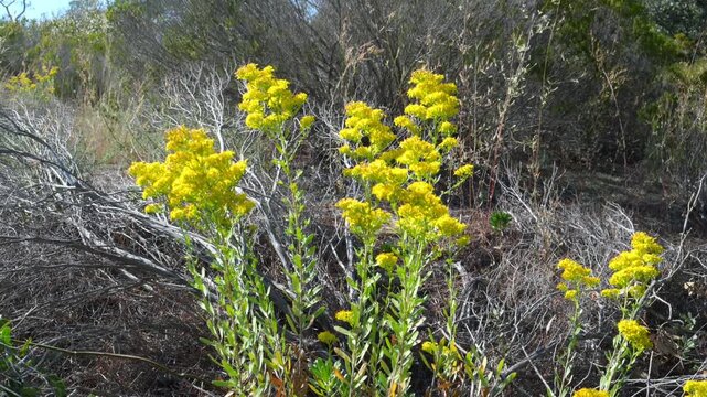 Alabama, Dauphin Island Park, Beach Board.   Solidago rigida (Stiff Goldenrod).