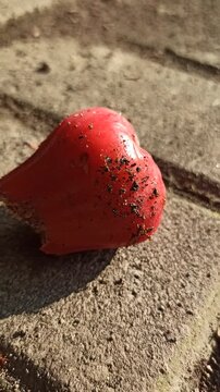 Red ants gathering and swarming around fresh wax apple fruit on a tree branch in a tropical outdoor environment.