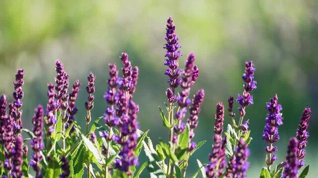 Purple meadow sage flowers rise in bright spikes above green leaves. This Salvia pratensis video preview captures colorful summer flora with a soft background.