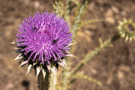 Violette Bl&uuml;te einer  Distel - Onoposchum acanthium