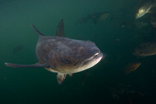 Closeup of a Cobia underwater, Rachycentron canadum