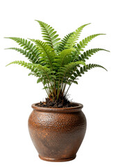 Fototapeta premium Fern Plant in Textured Brown Ceramic Pot Isolated