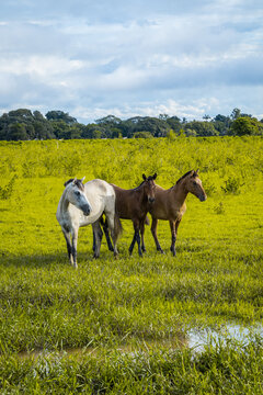 Los 3 caballos libres y a la espera de ser domados por la persona correcta, en los llanos orientales.