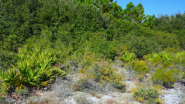 Alabama, Dauphin Island Park, Beach Board. A Alabama scrub habitat, a unique ecosystem characterized by ancient, sandy dunes