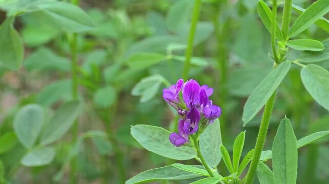 Tiger butterfly perched on a purple wildflower feeding on nectar in a green summer field 4k footage