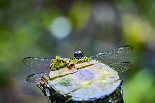 Lib&eacute;lula posando en la madera talada en los bosques de Antioquia, Colombia. 