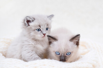 Two small gray kittens with blue eyes are lying on a light background © Svetlana