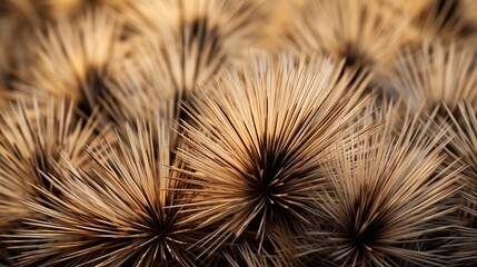 Obraz premium A photo of a porcupine's quills.