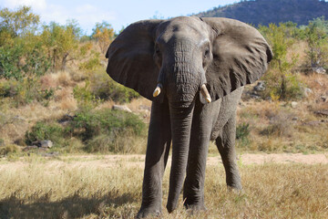 Fototapeta premium Afrikanischer Elefant / African elephant / Loxodonta africana