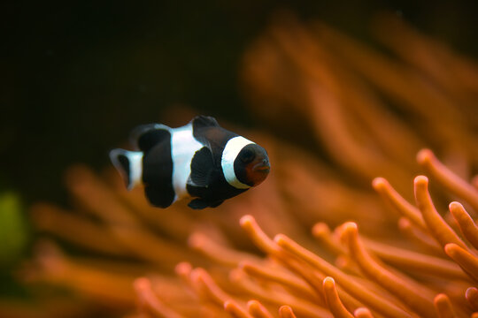 Isolated close-up of a black & white clownfish on anemone background | Amphiprion percula