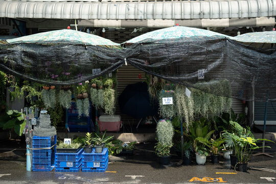 Traditional street flower market with many potted and hanging plants selling various tillandsias, vendor stall at outdoor flower shop sells garden tools and assortment of decorative houseplants.