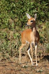 Fototapeta premium Afrikanischer Steinbock / Steenbok / Raphicerus campestris