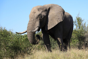 Fototapeta premium Afrikanischer Elefant / African elephant / Loxodonta africana