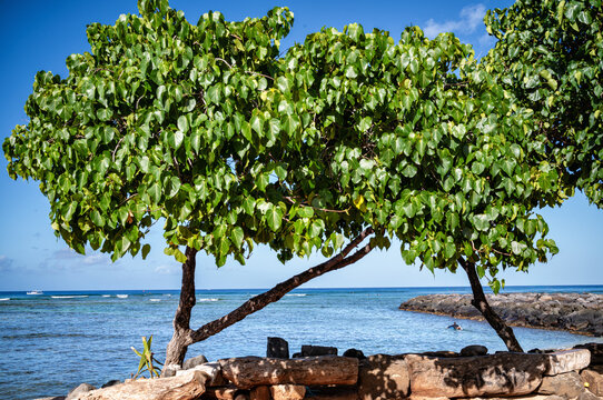 Tropical Kukui Nut Trees Growing on an Ocean Beach.