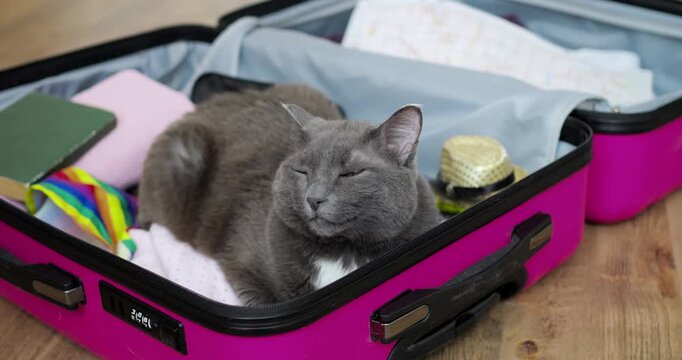 Sleepy feline comfort. Content feline naps surrounded by travel gear and cozy surroundings. Tranquil cat curled within pink suitcase amidst travel essentials and warm blankets for peaceful rest