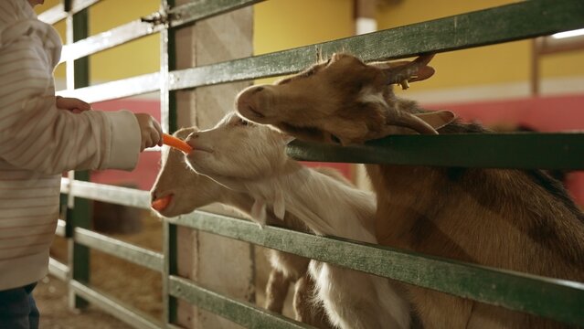 Child's hand offering a carrot to a friendly goat at a farm, highlighting interaction between human and animal, promoting care for livestock and educational experiences for kids