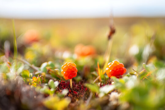 Close-up of Ripe Cloudberries Growing in a Natural Arctic Landscape.
