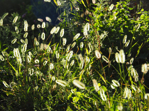Backlit wild foxtail grass in a sunlit meadow at dawn.