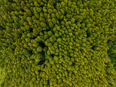 Aerial view of the dense canopy of the Reserva Natural do Pico da Vara forest with lush green treetops in Nossa Senhora dos Remedios, Azores, Portugal.