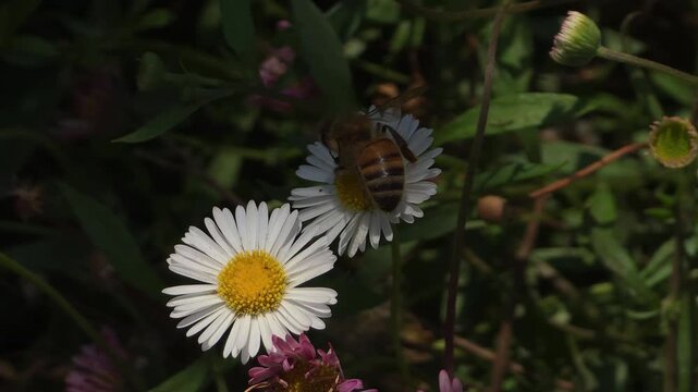 Bee colleting nectar on a wildflower, Lake Como, 