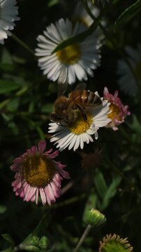 Close-up of a bee colleting pollen of a widflower, Lake Como, slow motion