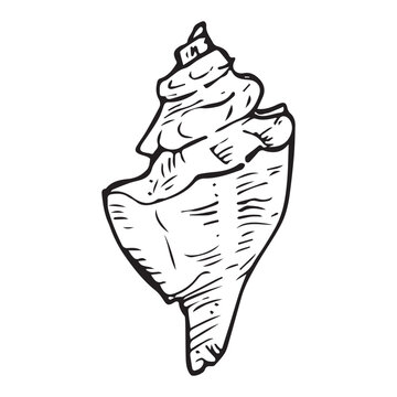 Busycon whelk shell hand drawn sketch, black line art doodle. Rapana sea snail outline, shouldered spiral shell, ocean vintage vector clipart isolated white.