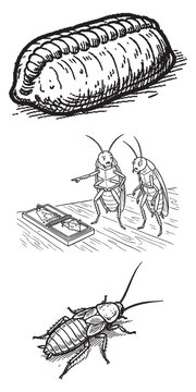 Cockroach Egg Case Ootheca Two Cartoon Roaches Warning About Mousetrap And Detailed Side View Insect Coloring Page