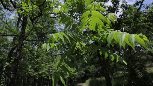 Close-Up Handheld Footage of European Ash Tree Branches and Spring Foliage in Nature