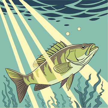 Large fish swimming in the ocean with sunlight rays fish life fish water fish marine fish underwater fish sea fish creature fish aquatic fish blue fish green fish sun fish light swimming