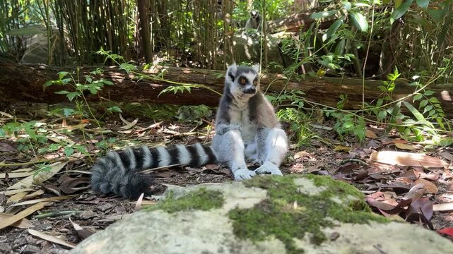 Ring-tailed lemur in nature