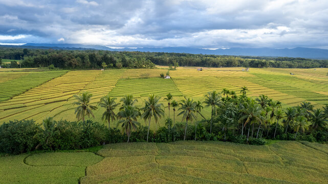Aerial view of lush terraced rice fields and a row of palm trees under a dramatic cloudy sky near a dense forest in Bajawa, Nusa Tenggara Timur, Indonesia.