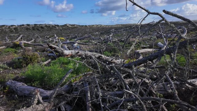 Cinematic Handheld View of Wildfire Damage and Fallen Trees Along Coastal Dunes