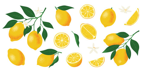 Fresh Lemon branch and slice set. Citrus, vitamin C. Vector illustration © Ольга Гладій