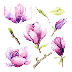 Watercolor illustration of Magnolia flowers, hand-drawn. © Yuliya