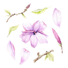 Watercolor illustration of Magnolia flowers, hand-drawn. © Yuliya