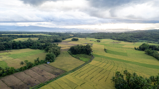 Aerial view of lush rice fields and terraces with a winding path and distant mountains under a cloudy sky Bajawa, Nusa Tenggara Timur, Indonesia.