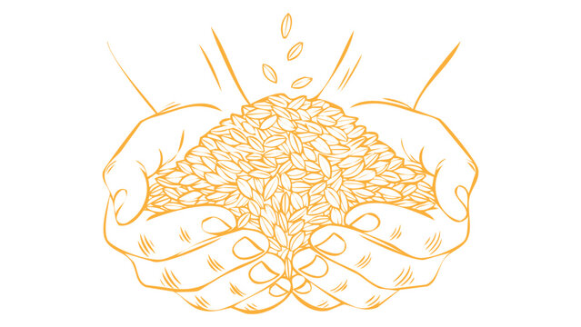 Illustration of hands holding a pile of rice grains, agricultural harvest concept, vector line art drawing