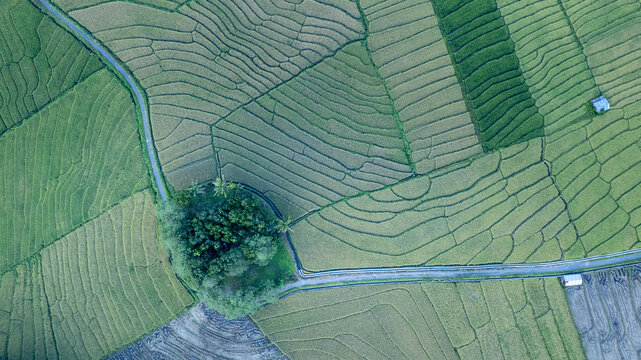 Aerial view of intricate rice terraces with vibrant green and yellow paddies, a small cluster of trees, and a winding path Bajawa, Nusa Tenggara Timur, Indonesia.