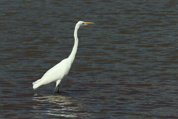 Obraz premium Great Egret Wading in Dark Water
